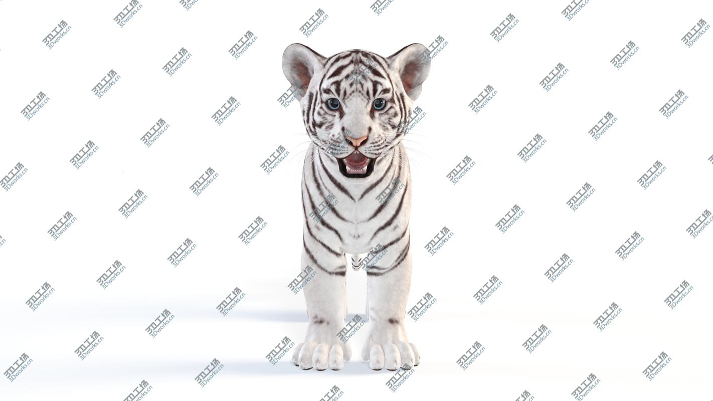 images/goods_img/20210319/White Baby Tiger 3D model/5.jpg